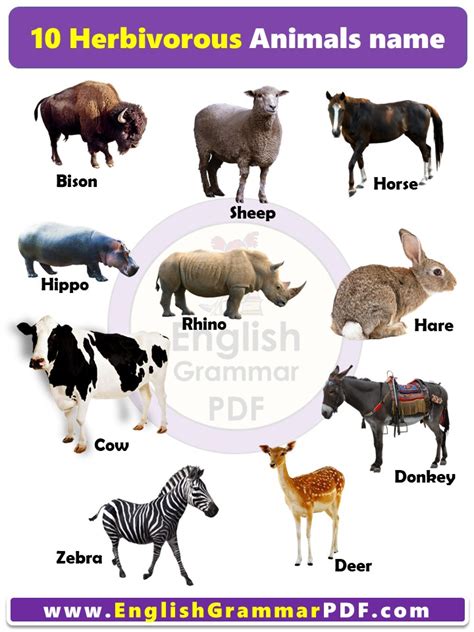 Animals That Are Herbivores List