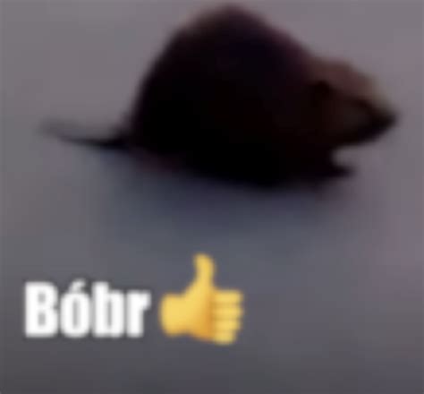 Bober / Kurwa Bóbr / Bobrze | Bober / Kurwa Bóbr / Bobrze | Know Your Meme