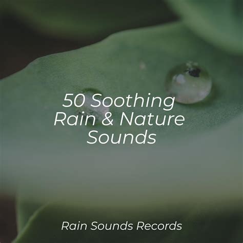 50 Soothing Rain & Nature Sounds - Sleepy Night Music - 专辑 - 网易云音乐