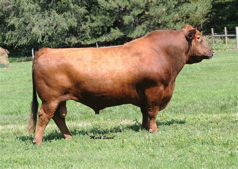 Shady Oaks Farm Red Angus: Bulls For Sale - 2010