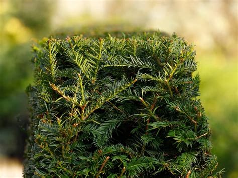 Yew Pruning By Type: 'Plants Clipped Very Tightly Tend To Experience ...