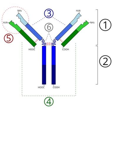 igg deficiency - pictures, photos