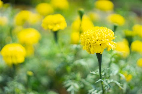 Aztec Marigold Flower Field · Free Stock Photo