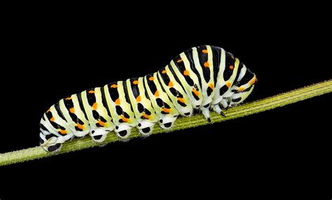 Caterpillar - Wikipedia