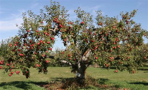 Malus domestica | Brad Harvey