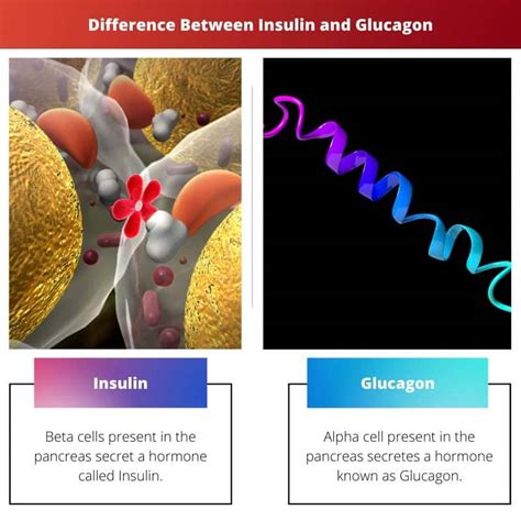 Insulin vs Glucagon: Difference and Comparison