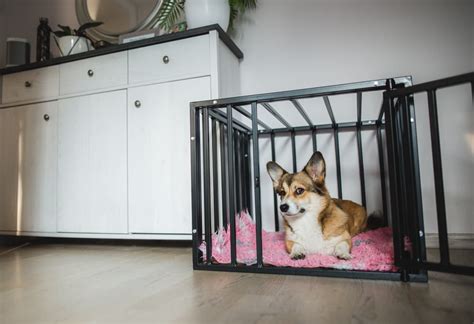 Where Is the Best Place for a Puppy's Crate? | Great Pet Care