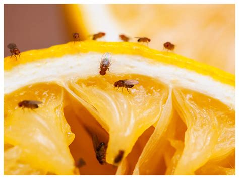 Easy and effective ways to get rid of fruit flies at home