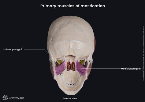 Medial pterygoid | Encyclopedia | Anatomy.app | Learn anatomy | 3D models, articles, and quizzes