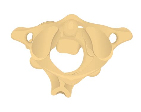 Axis Bone Anatomy