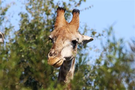 Closeup Photo of Brown Giraffe · Free Stock Photo