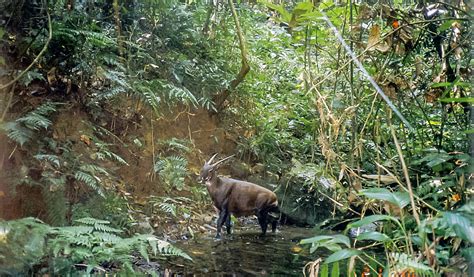 IUCN SSC experts urge for immediate action to find Saola before it’s ...