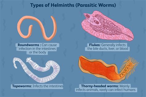 Worms In Human Diarrhea