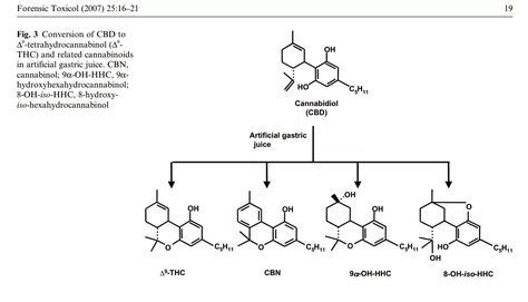 THC metabolism