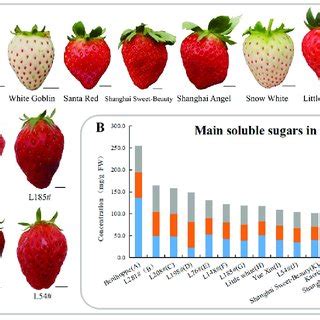 Strawberry varieties develop fruits with different levels of soluble... | Download Scientific ...