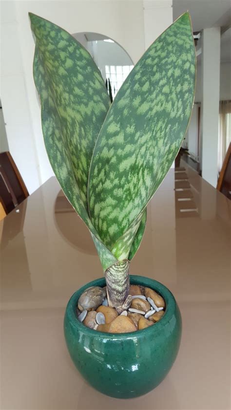 Sansevieria masoniana - Espada larga | Sansevieria plant, Trees to ...