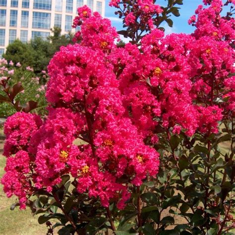 Pink Velour Crape Myrtle | Deep Pink Blooms - PlantingTree