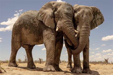 Etosha Safari - 3 Days Etosha National Park Wildlife Watching