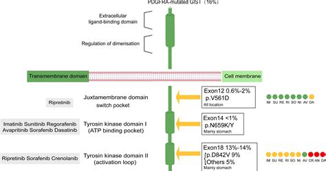 Frontiers | An overview of agents and treatments for PDGFRA-mutated gastrointestinal stromal tumors