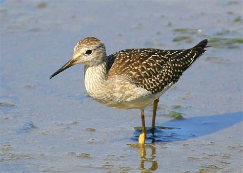 Birds of the Shore – Nauset Beach – Orleans Pond Coalition