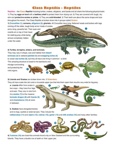 Reptile Classification