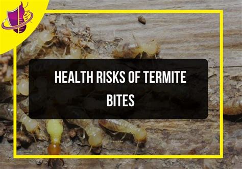 Health Risks of Termite Bites - Zip Pest Solutions