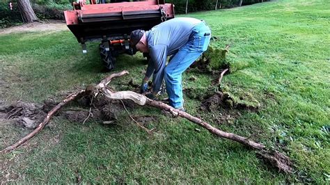 Removing Tree Roots. - YouTube