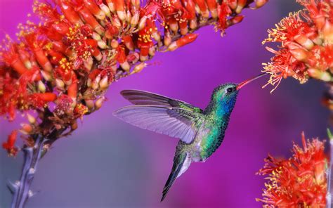 Hummingbird Wallpapers | HD Wallpapers | ID #10133