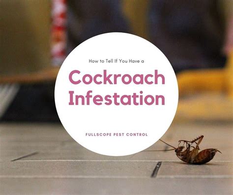 Signs of Cockroach Infestation | FullScope Pest