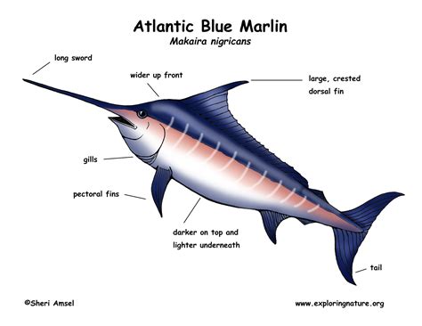 Marlin (Atlantic Blue)