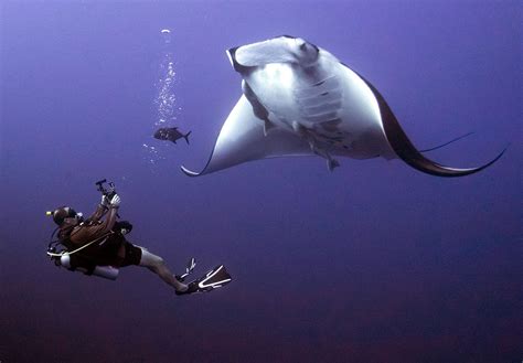 The Importance of Tourism: Manta Ray Conservation - Nautilus Adventures