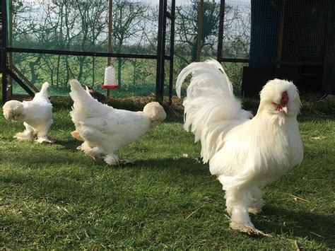 Sultan For Sale | Chickens | Breed Information | Omlet