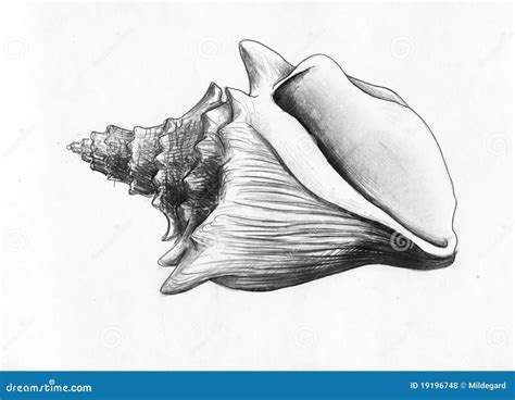 Conch Shell Drawings - Drawing Shell Pen Drawings Ink Seashell Sea ...