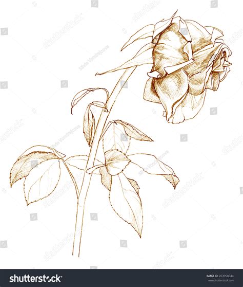 Withered Rose Pencil Drawing Stock Illustration 263958044 | Shutterstock