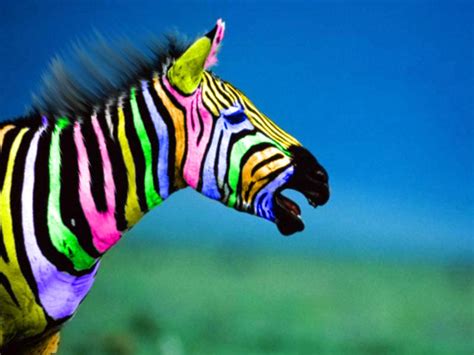 🔥 [45+] Rainbow Zebra Wallpapers | WallpaperSafari