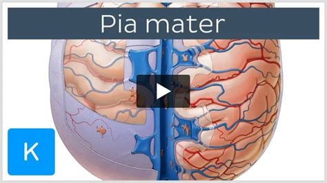 Video: Pia mater | Kenhub