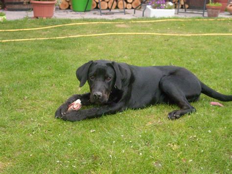 Lab Pointer (Labrador x Pointer Mix) Info, Puppies, Temperament, Pictures