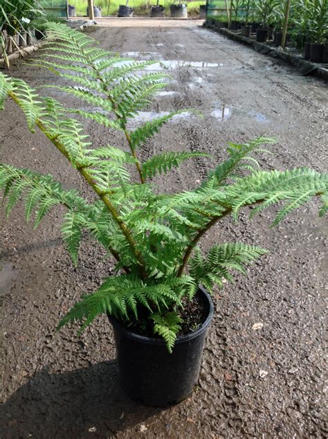 Cyathea cooperi - Andreasens Green