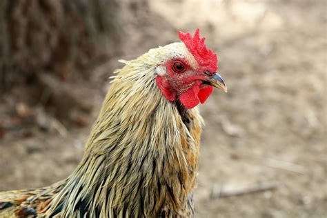 Fancy Chicken Close-up Free Stock Photo - Public Domain Pictures