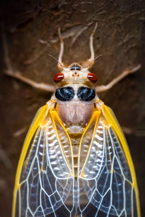 The Case of Long Island’s Disappearing Brood X Cicadas - The New York Times