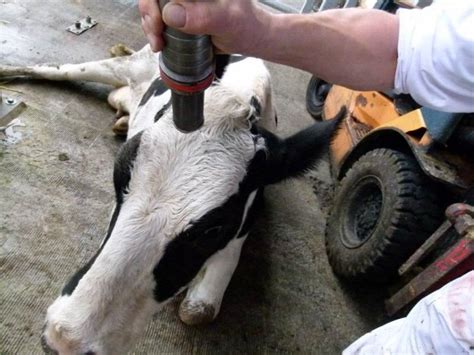 Stunning with captive-bolt pistol does not kill animal - Halal Slaughter Watch