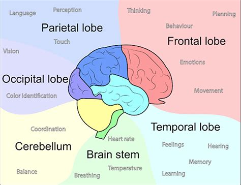 What Happens When You Hit Your Head? · Frontiers for Young Minds