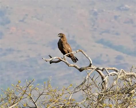 Brown snake eagle - Facts, Diet, Habitat & Pictures on Animalia.bio