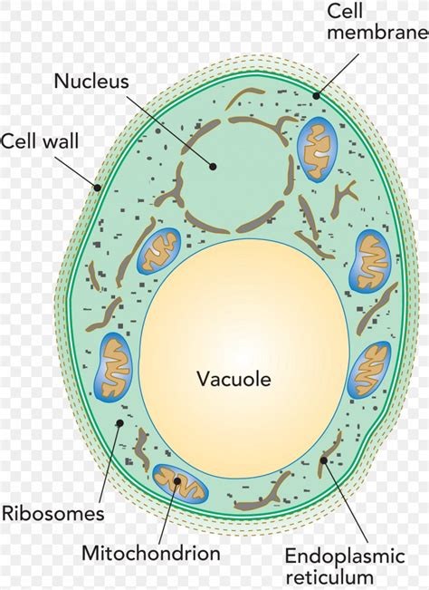 Penicillium Roqueforti Vacuole Cell Yeast Bacteria, PNG, 1200x1650px, Vacuole, Antonie Van ...