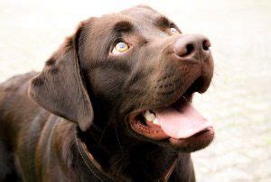 Chocolate Lab Names: A List Of 500+ Best & Most Popular Names | All ...