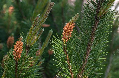 How to Grow and Care for a Scots Pine Tree