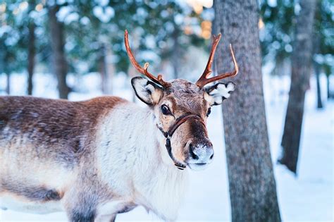 Rising temperatures mean there isn't much snow in Lapland this Christmas