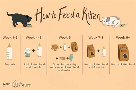 Kitten Feeding Schedule: How Much to Feed Your Growing Kitten | Kitten ...