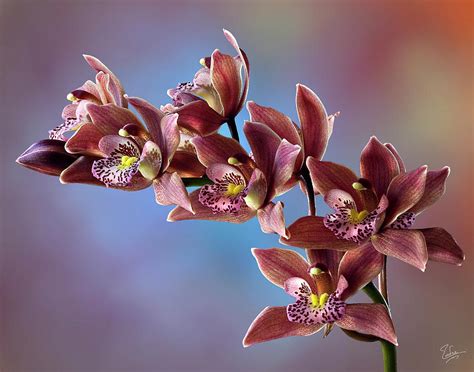 Brown Orchids Photograph