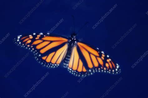 Viceroy butterfly - Stock Image - Z355/1737 - Science Photo Library